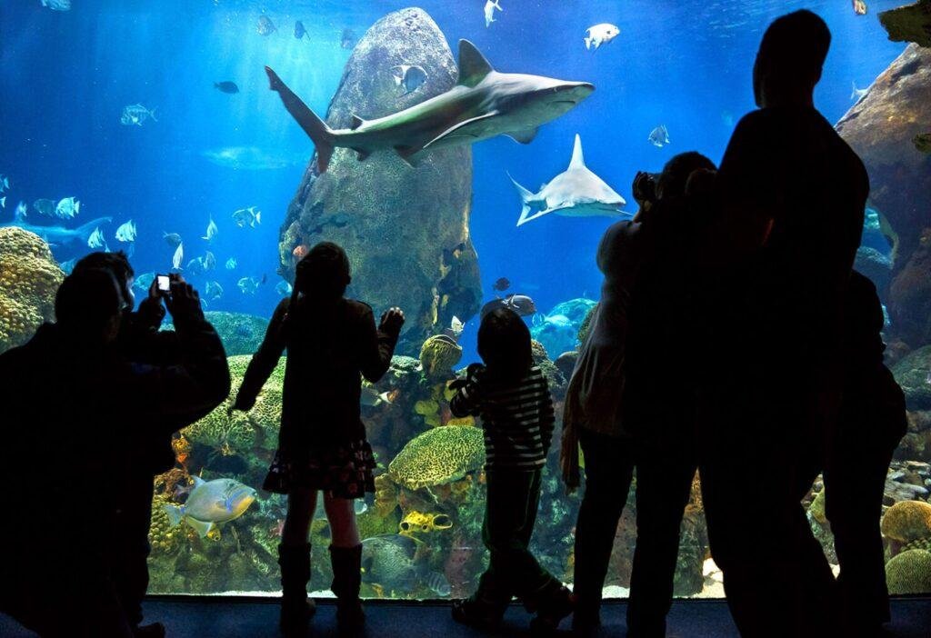 people looking into shark tank at tennessee aquarium in chattanooga TN