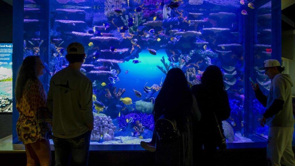 people looking into tank at fish in tennessee aquarium in chattanooga tennessee 